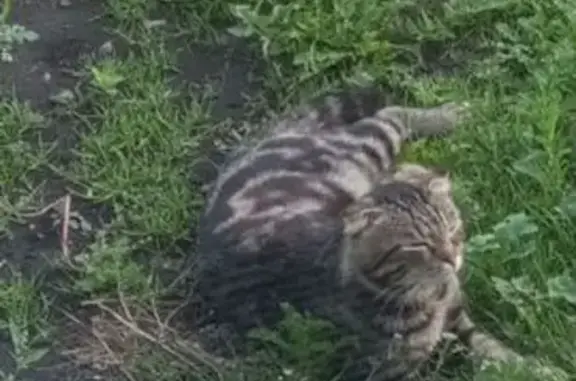 Найдена кошка, , фото: Кошка найдена: 1-й проезд, 40, Берёзовский