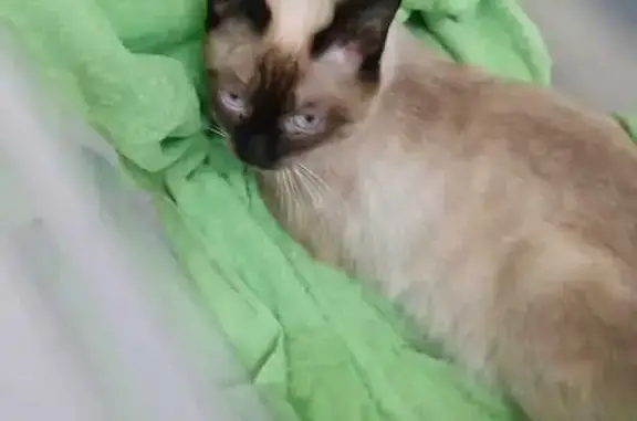 Найдена кошка, , фото: Кошка найдена в с. Ильинка, Уссури