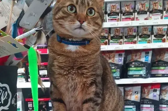 Объявления о пропавших и найденных животных, Александров, фото: Пропала кошка, Красный пер., 13, Александров