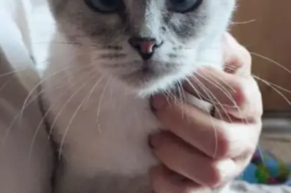 Кошка найдена: ул. Елизарова, 28, Самара