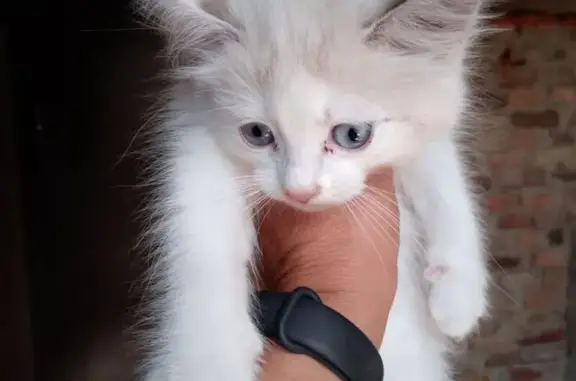 Кошка найдена, Бессоновка, Пензенская обл.