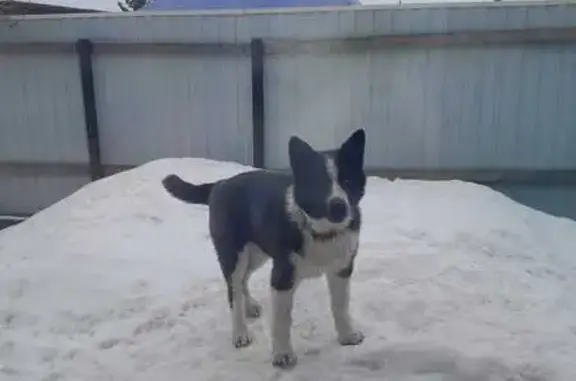Собаки потеряшки, Иркутская область, фото: Потеряшка собака, Усть-Илимск, Иркутская обл.