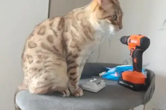 Кошки потеряшки, Ижевск, фото: Потеряшка кошка, Воткинское шоссе 39, Ижевск