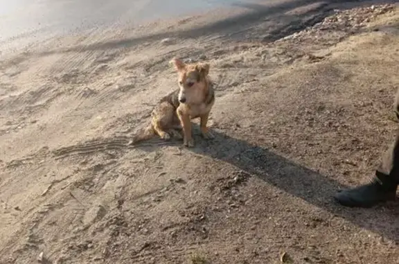 Собака найдена: Львовская ул, 93, Пенза