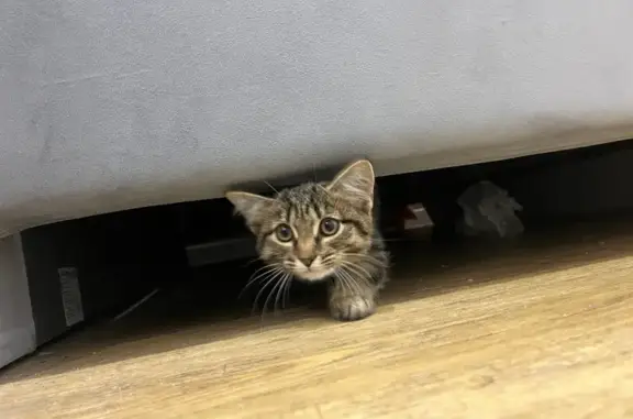 Найдена кошка, Новосибирск, фото: Кошка найдена: Каспийская ул., 7, Садовый