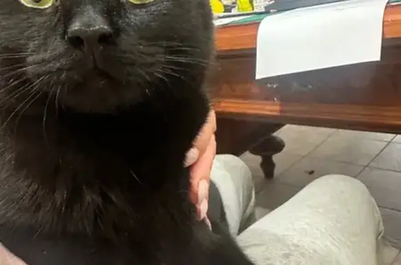 Найдена кошка, Тюмень, фото: Кошка найдена на Новозаимской, Тюмень