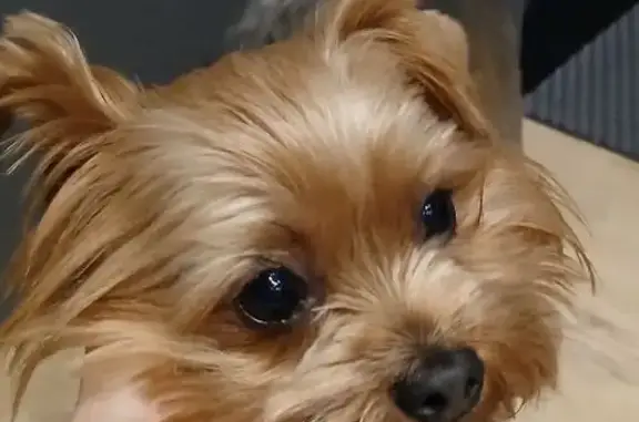 Найдена собака, Кемерово, фото: Йоркширский терьер найден на Леснополянском шоссе