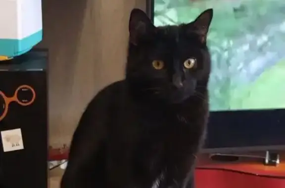 Пропала кошка, ул. Калинина, 75