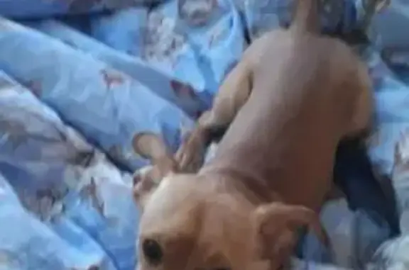 Пропала собака, Калачёво, Челябинск