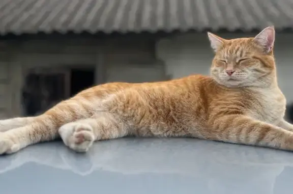 Кошки потеряшки, Саратовская область, фото: Потеряшка кошка, Воскресенский р-н, Саратов