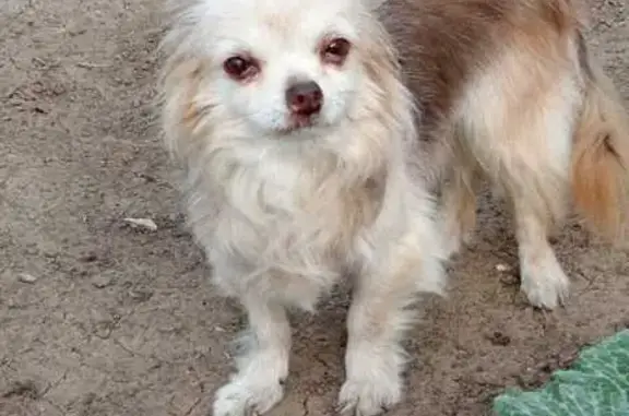 Найдена собака, Волгоград, фото: Найдена собака, пр. Героев Сталинграда, Волгоград