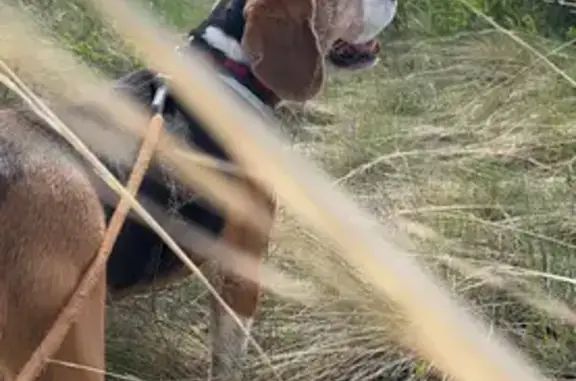 Собаки потеряшки, Нижний Новгород, фото: Потеряшка собака, ул. Добровольцев, Н.Новгород