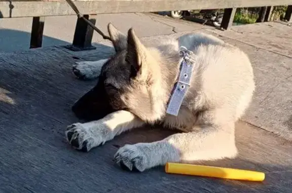 Собаки потеряшки, Тында, фото: Потеряшка собака, Усть-Илимская, Тында