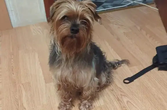 Найдена собака, Библиотечная 25, Екб