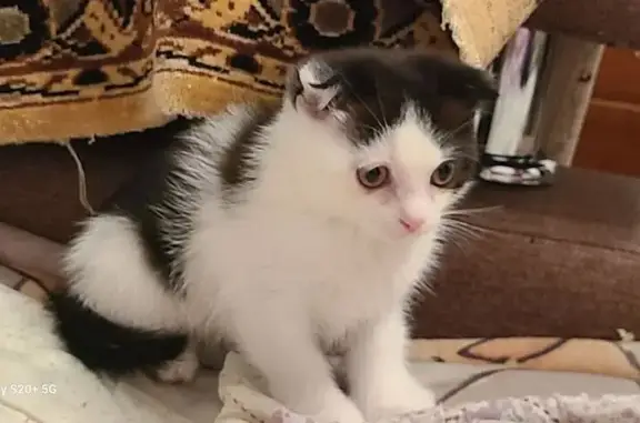 Найдена кошка, Красноярск, фото: Найдена кошка, Кутузова 42, Красноярск