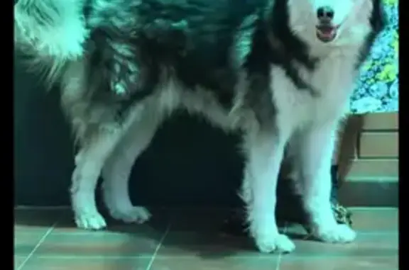 Собаки потеряшки, Ростов-на-Дону, фото: Потеряшка хаски, Самшитовая 54, Ростов-на-Дону