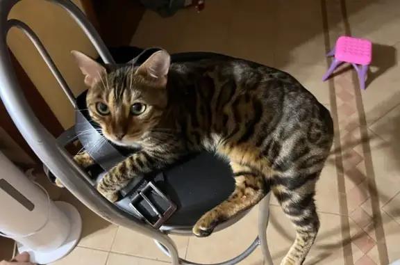 Кошки потеряшки, Дрокино, фото: Потеряшка кошка на ул. Байкальская, Дрокино