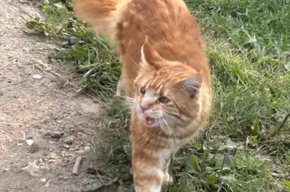 Найдена кошка, , фото: Найдена кошка Майн-Кун, МО, 4