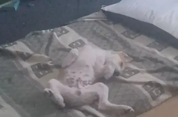 Собака найдена: Еременко 118, Волгоград