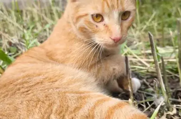 Кошки потеряшки, Владимир, фото: Потеряшка кошка, Сунгирская ул., 43, Владимир