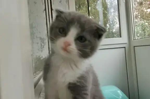 Кошка найдена: ул. Декабристов, 39, Чебоксары