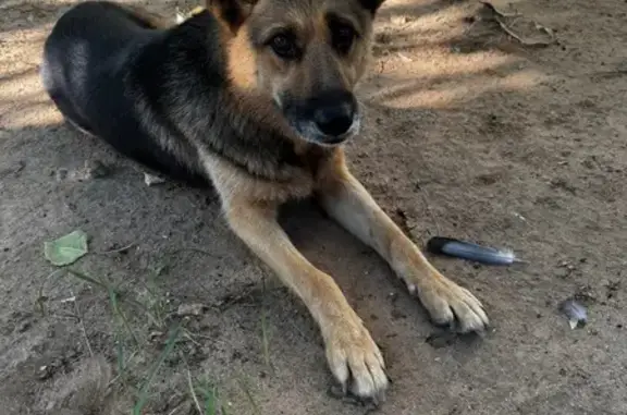 Собака найдена: Волгоград, 18К-4, 5