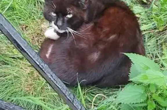 Кот найден на Гражданском пр., 94 к1