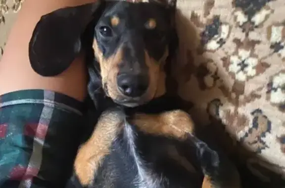 Собаки потеряшки, Калужская область, фото: Потеряшка собака в Грачёвке, Калужская обл.