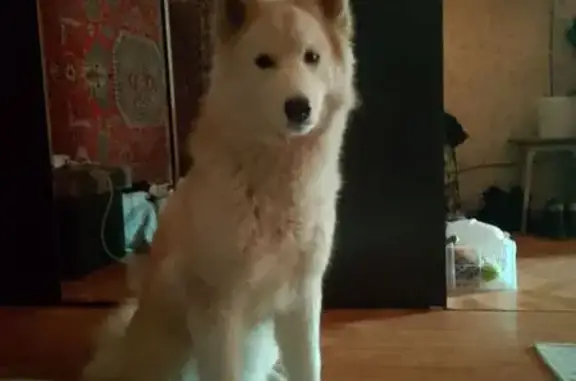 Пропала хаски, ул. Калинина, 111, Хабаровск