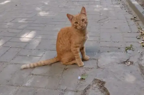 Найдена кошка, ул. Германа Титова, Волгоград