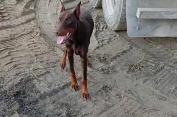 Найдена собака, Новосибирская область, фото: Доберман найден в лесу у с.Раздольное