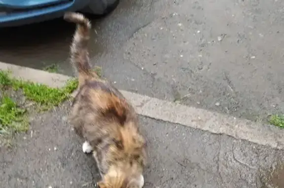 Найденные животные Петрозаводск, фото: Беременная кошка найдена на Интернационалистов