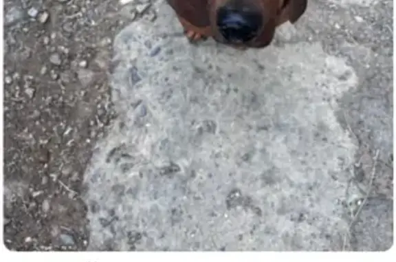 Найдена собака, Ростовская область, фото: Такса найдена: Цимлянск, Ростовская обл.