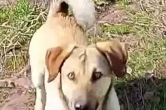 Пропала собака, Дубовый Умёт, Самара