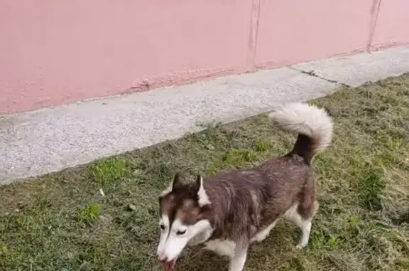 Собака найдена на ул. Парфёнова, Тюмень