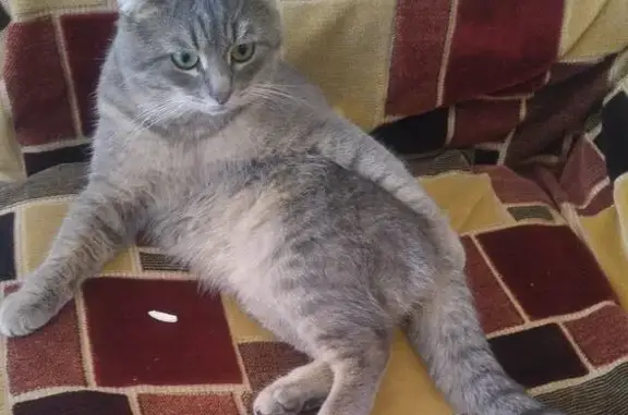 Пропала кошка на Молодогвардейской улице