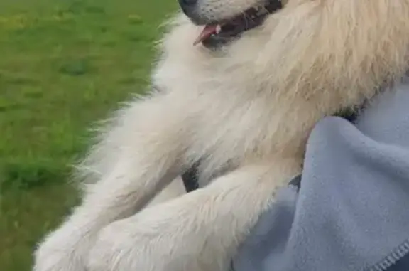 Найден шпиц, Новорязанское ш., 11, Котельники