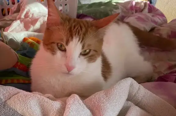 Пропала кошка, Агалатовское СП, Ленобласть