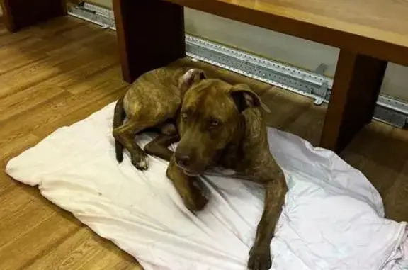 Найдена собака, Владивосток, фото: Найдена собака, ул. Нефтеветка, Владивосток