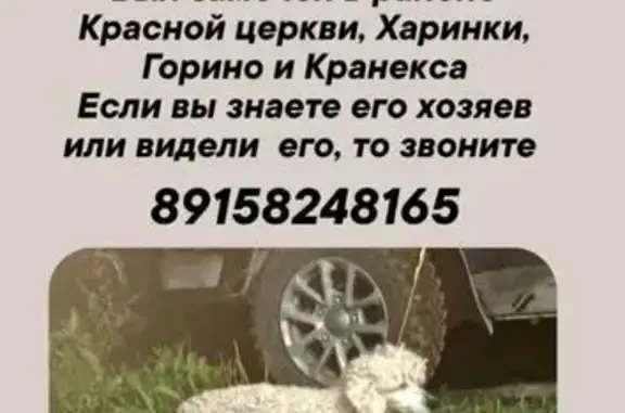 Найдена собака, Иваново, фото: Пудель найден: проезд Торфмаша, 8А, Иваново