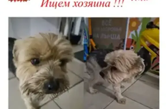 Собака найдена: Ленина 107, Новороссийск