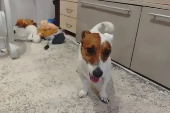 Найдена собака, Брянск, фото: Найдена собака на Литейной, 56А, Брянск