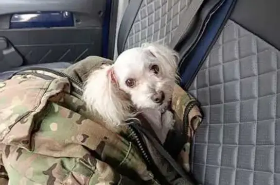 Найдена собака, Клюквинский с/с, Курск