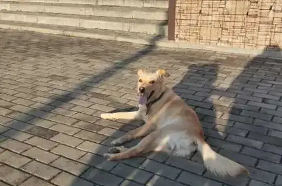 Пропала собака, Удобная, 03Н-377