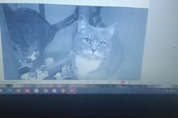 Кошки потеряшки, Москва, фото: Потеряшка кошка, Ватутина 4 к2, Москва