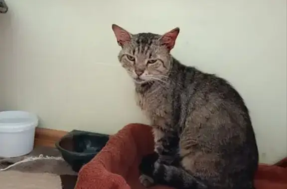 Найдена кошка на Кузнечной улице, Козет