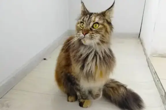 Кошка мейн-кун найдена, пер. Лазо, Томск