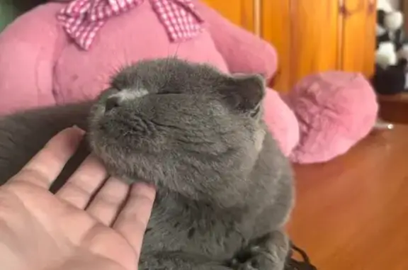 Найдена кошка, Югорск, фото: Кошка найдена на ул. Ремизова, Югорск