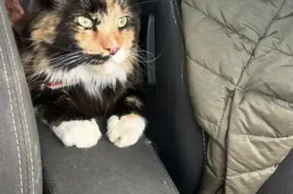 Кошки потеряшки, , фото: Потеряшка кошка, Апатитовое шоссе 7 к3