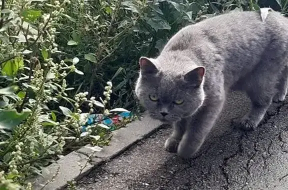 Кошка найдена: ул. Запрудная, 4, Тамбов